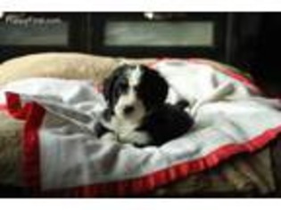 Bernese Mountain Dog Puppy for sale in Brandon, SD, USA