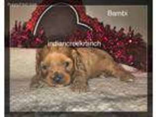Cavapoo Puppy for sale in Hannibal, MO, USA