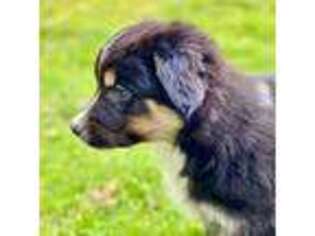 Mutt Puppy for sale in Ashland, OR, USA