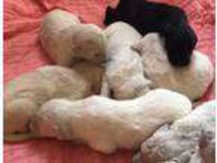 Goldendoodle Puppy for sale in Justin, TX, USA