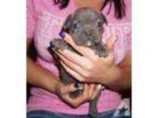 French Bulldog Puppy for sale in NORTH WILKESBORO, NC, USA