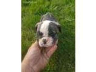 Olde English Bulldogge Puppy for sale in Cicero, IN, USA
