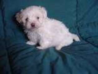 Maltese Puppy for sale in Arlington, WA, USA