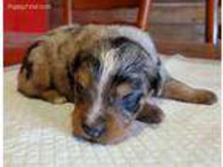 Anatolian Shepherd Puppy for sale in Mcloud, OK, USA