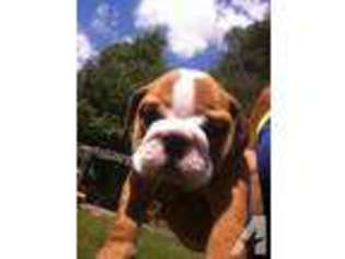 Bulldog Puppy for sale in MENOKEN, ND, USA