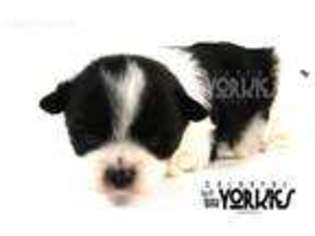 Medium Photo #1 Yorkshire Terrier Puppy For Sale in Keller, TX, USA