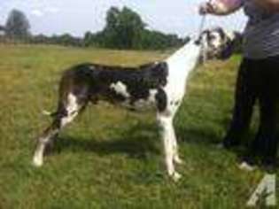 Great Dane Puppy for sale in NEBO, KY, USA