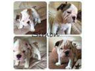 Bulldog Puppy for sale in CHATHAM, NJ, USA