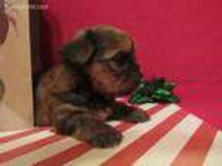 Shorkie Tzu Puppy for sale in Wheaton, MO, USA