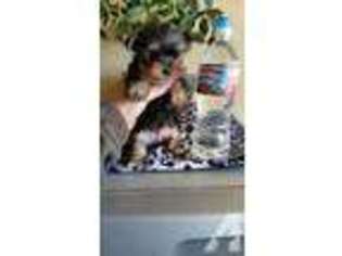 Yorkshire Terrier Puppy for sale in RANCHO CUCAMONGA, CA, USA