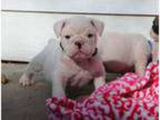 Bulldog Puppy for sale in Buda, TX, USA