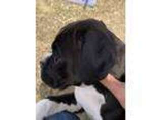 Boxer Puppy for sale in Atkinson, NE, USA