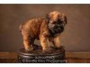 Soft Coated Wheaten Terrier Puppy for sale in Pleasanton, KS, USA