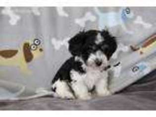 Havanese Puppy for sale in Baltic, OH, USA