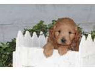 Goldendoodle Puppy for sale in Claremont, NH, USA