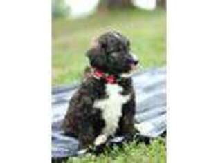 Mutt Puppy for sale in Grove City, MN, USA