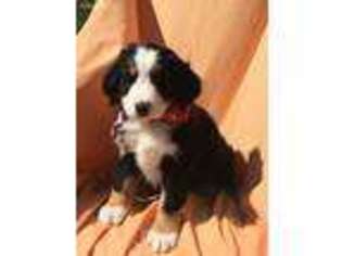 Bernese Mountain Dog Puppy for sale in Chesapeake, OH, USA