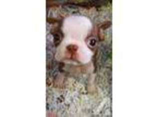 Boston Terrier Puppy for sale in PORT HURON, MI, USA