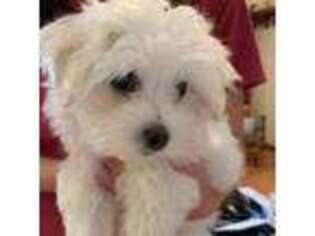 Maltese Puppy for sale in Everson, WA, USA