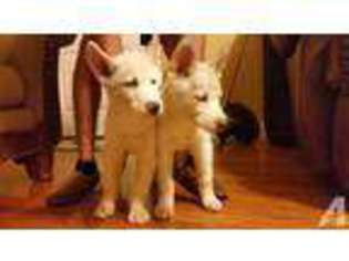 Siberian Husky Puppy for sale in OKLAHOMA CITY, OK, USA