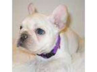 French Bulldog Puppy for sale in Mcallen, TX, USA