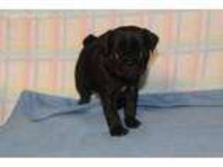 Pug Puppy for sale in Wilson, NC, USA