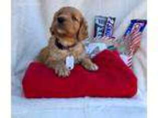 Goldendoodle Puppy for sale in Mason, TX, USA