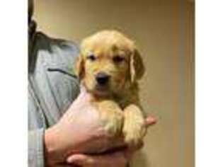 Golden Retriever Puppy for sale in Manheim, PA, USA