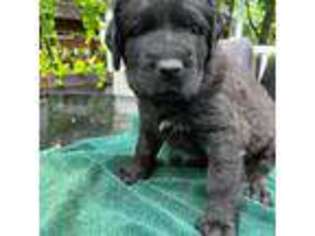 Mastiff Puppy for sale in Red Lion, PA, USA