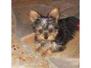 Yorkshire Terrier Puppy for sale in San Mateo, CA, USA