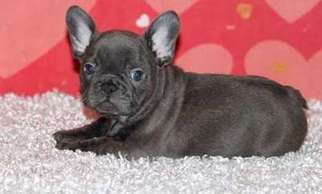 French Bulldog Puppy for sale in Pike Road, AL, USA