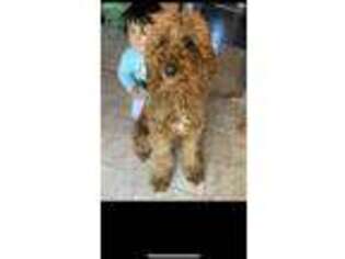 Goldendoodle Puppy for sale in Downey, CA, USA