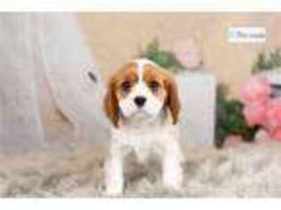 Cavalier King Charles Spaniel Puppy for sale in Fort Wayne, IN, USA