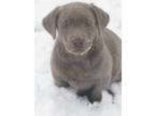 Labrador Retriever Puppy for sale in Albany, MO, USA