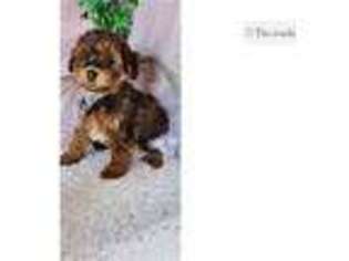 Yorkshire Terrier Puppy for sale in Findlay, OH, USA