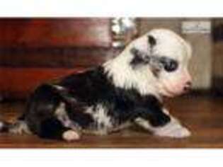 Australian Shepherd Puppy for sale in Richmond, VA, USA