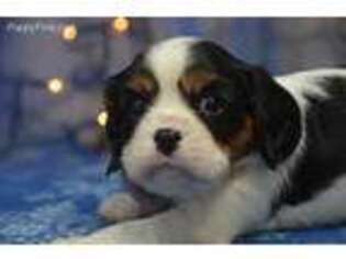 Cavalier King Charles Spaniel Puppy for sale in East Palestine, OH, USA