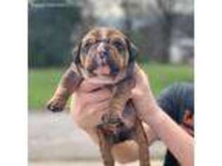 Olde English Bulldogge Puppy for sale in Wills Point, TX, USA