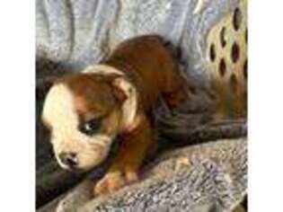 Bulldog Puppy for sale in Eolia, MO, USA