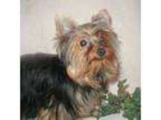 Yorkshire Terrier Puppy for sale in Phelan, CA, USA