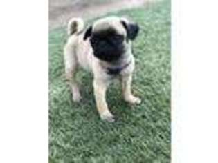 Pug Puppy for sale in Downey, CA, USA