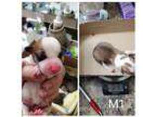 Pembroke Welsh Corgi Puppy for sale in Stanton, CA, USA