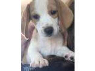 Beagle Puppy for sale in Phoenix, AZ, USA