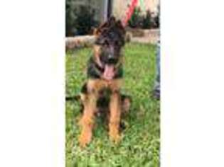 German Shepherd Dog Puppy for sale in Houston, TX, USA