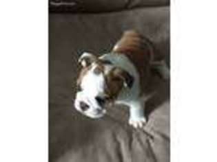 Bulldog Puppy for sale in West Richland, WA, USA