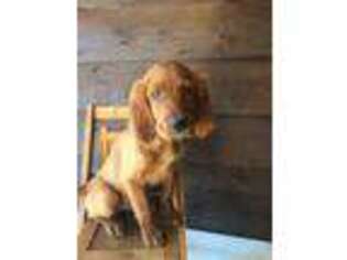 Irish Setter Puppy for sale in Topeka, KS, USA