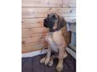 Great Dane Puppy for sale in Alsip, IL, USA
