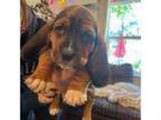 Basset Hound Puppy for sale in Placerville, CA, USA