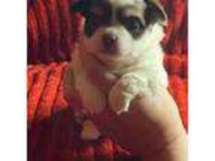 Chihuahua Puppy for sale in Friendship, NY, USA