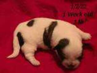 Maltese Puppy for sale in Oakridge, OR, USA
